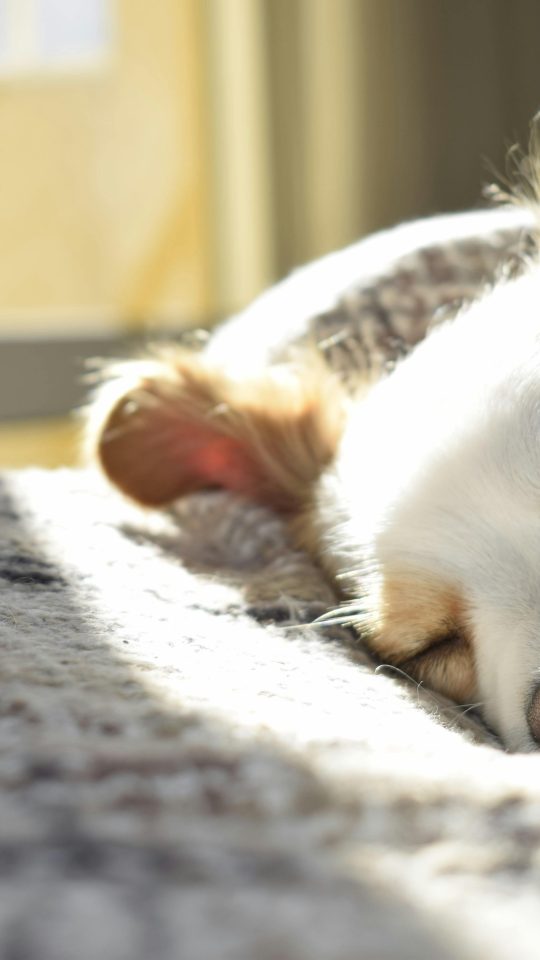 a dog sleeping on a blanket in front of a window at The Anatole on MacArthur North